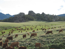 USA-Wyoming-Two Creek Ranch Round Up